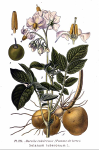 Drawing of a potato plant from 1891