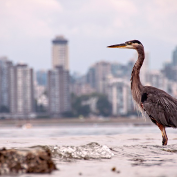#Vancouver #Canada #CancerRoadTrip