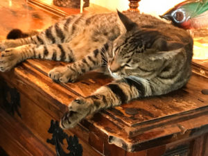 Cats, Roosters and Hemingway in Key West