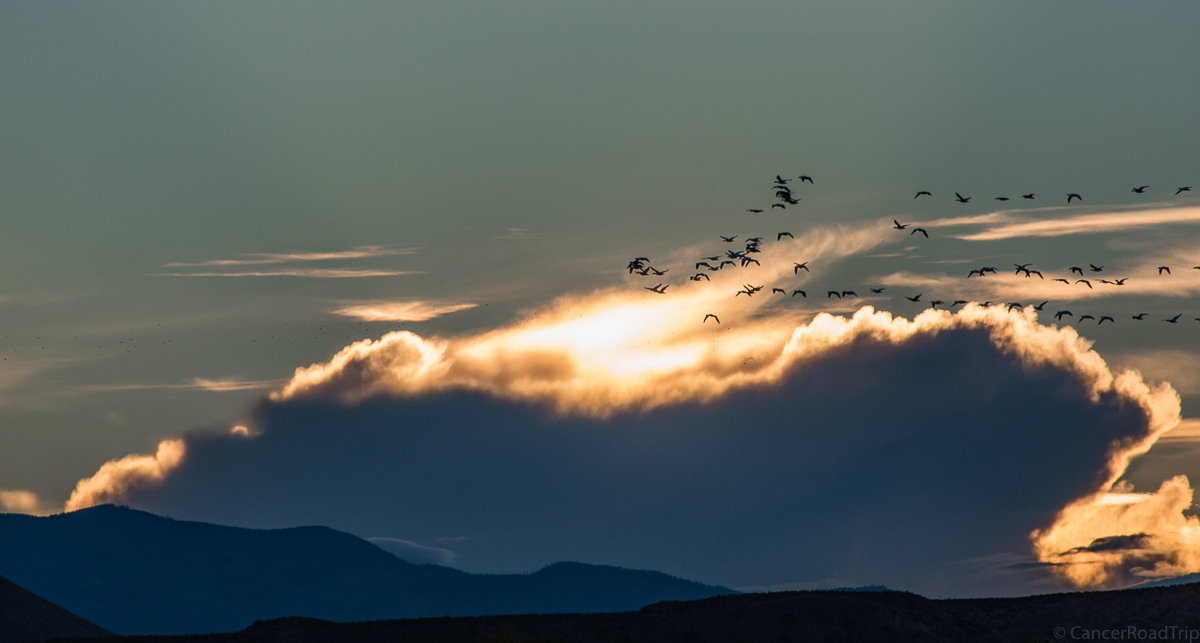 wildlife, migration, birds