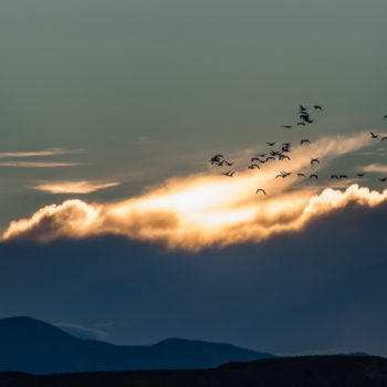 wildlife, migration, birds
