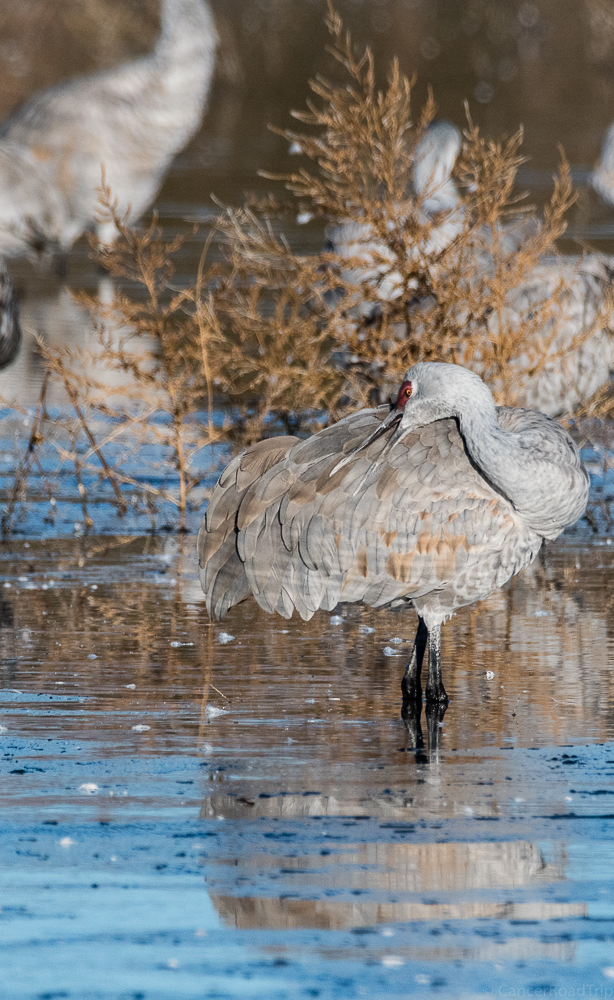 Bosque del Apache, Wildlife Photography, Bird Photography