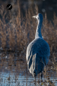 Bosque del Apache, Wildlife Photography, Bird Photography