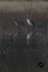 Bosque del Apache, Wildlife Photography, Bird Photography