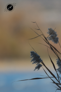 Bosque del Apache, Wildlife Photography, Bird Photography