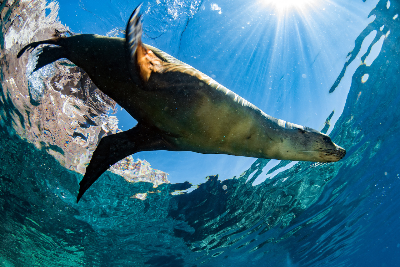 CancerRoadTrip Galapagos