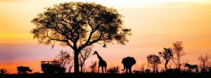 Safari to Tanzania