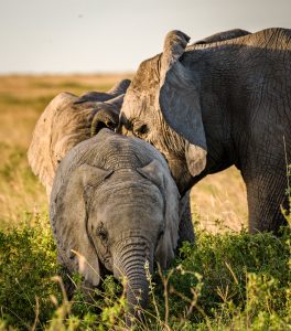 Elephant Love in the Serengeti