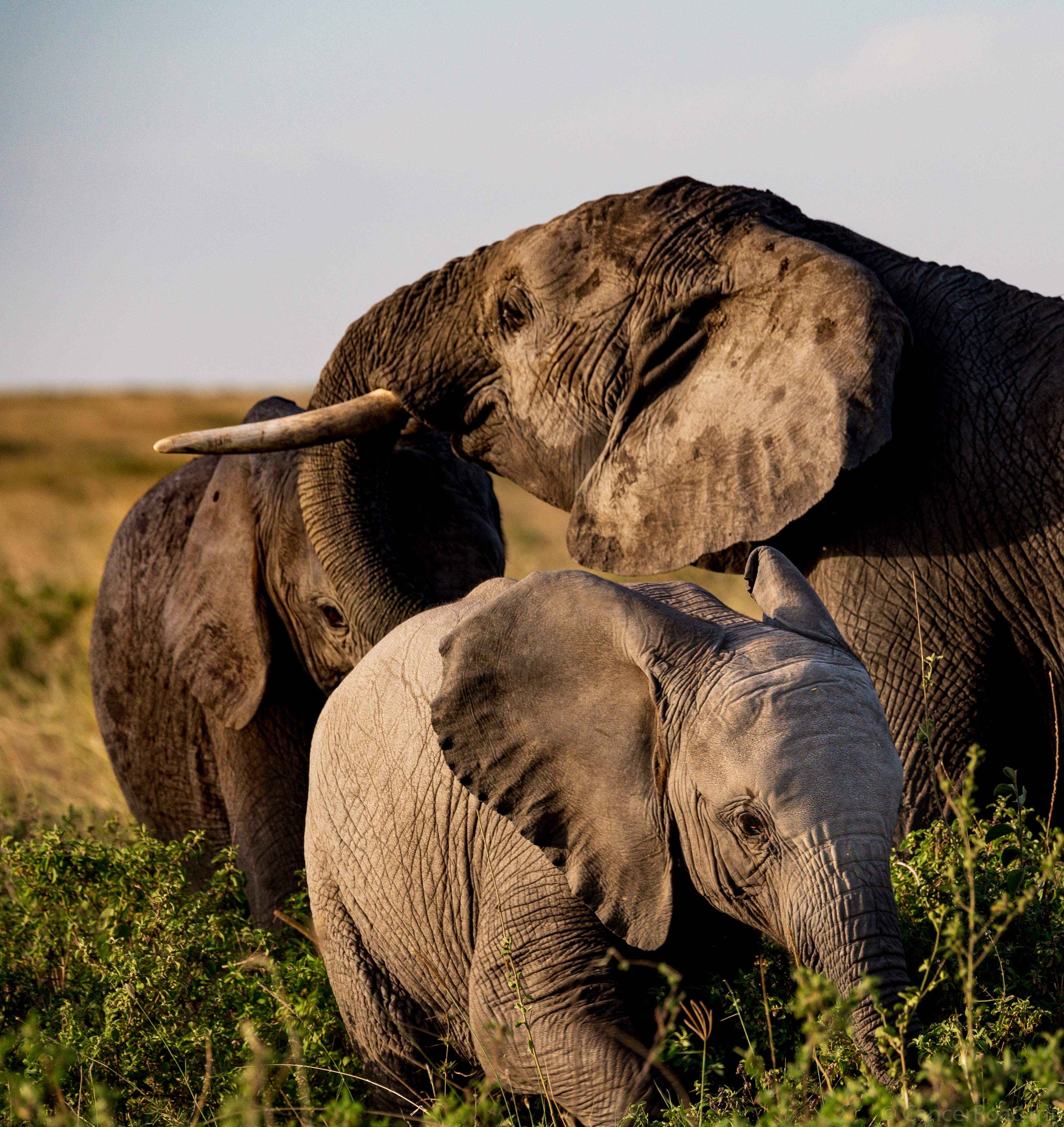 Elephant