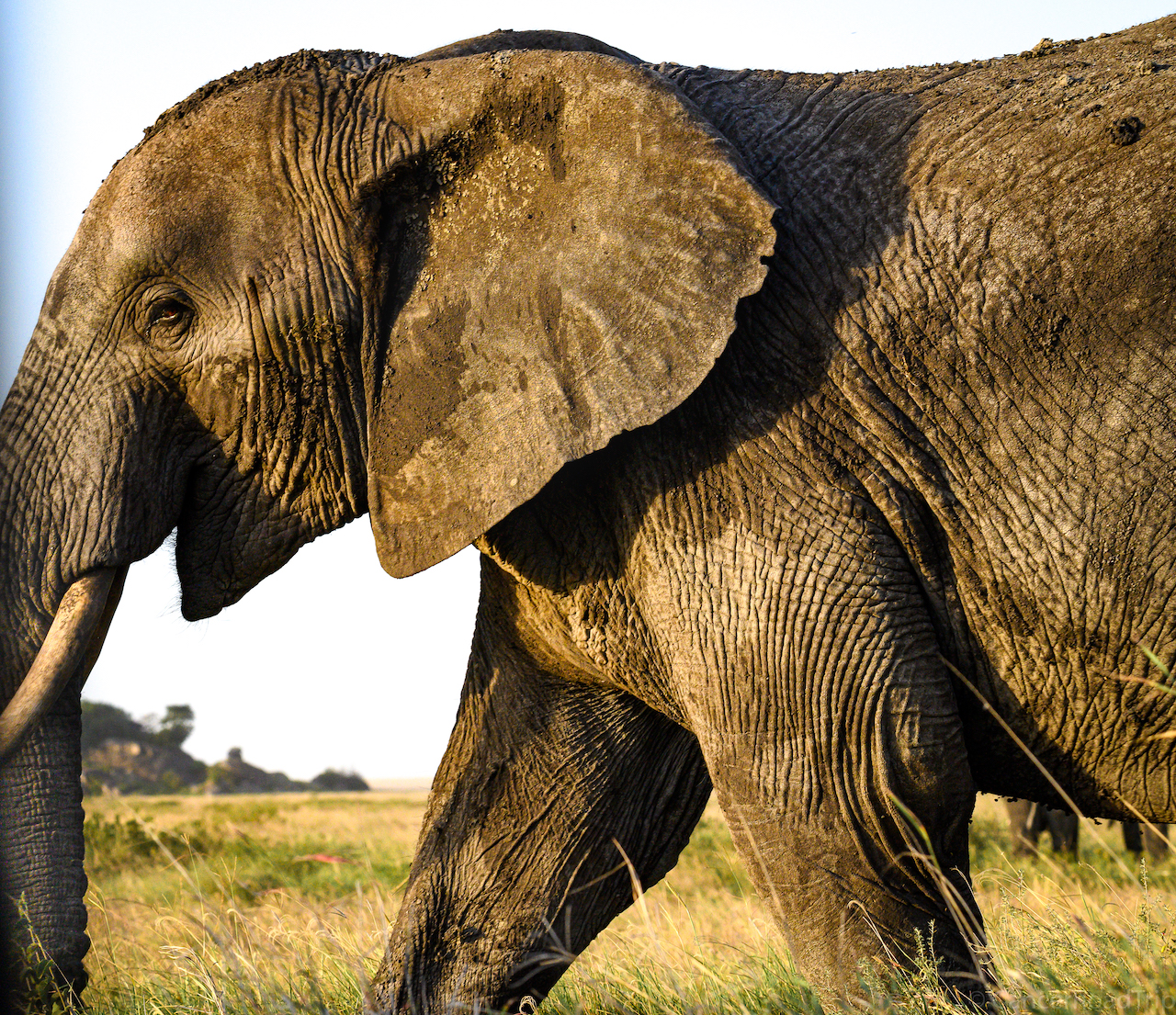 Elephant Love in the Serengeti - CancerRoadTrip