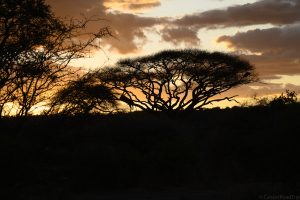 African Photo Safari, Nikon Ambassador
