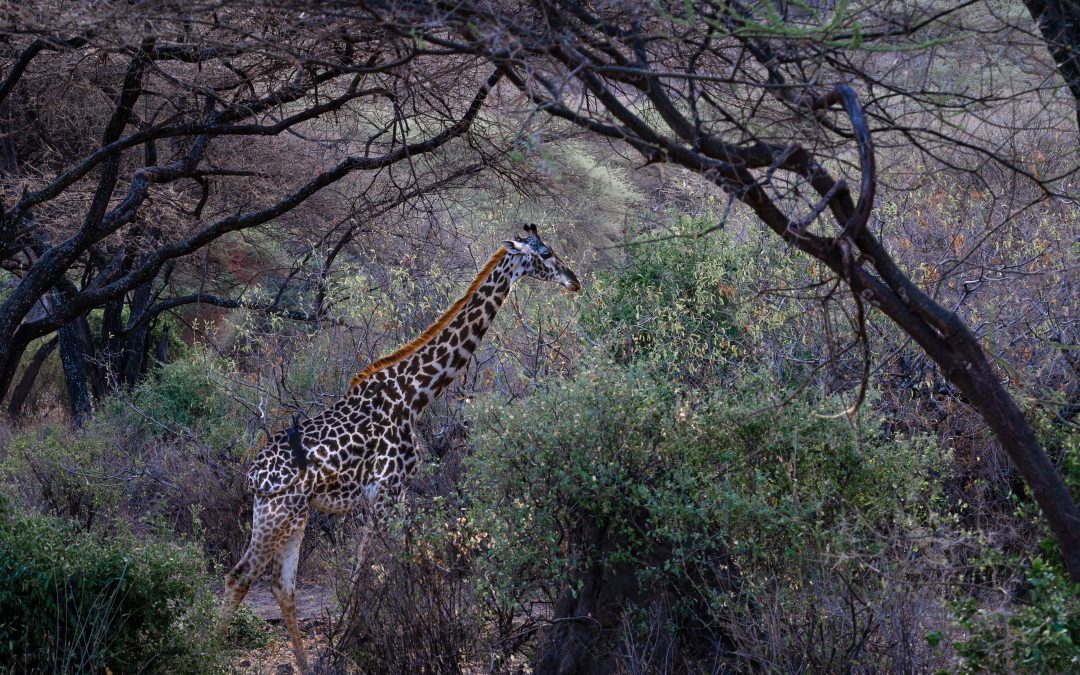 Photographing Wildlife in Lake Manyara
