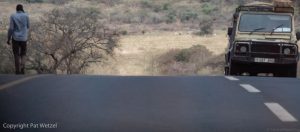 photos from safari