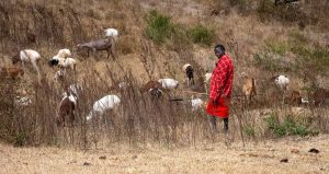 photos from safari