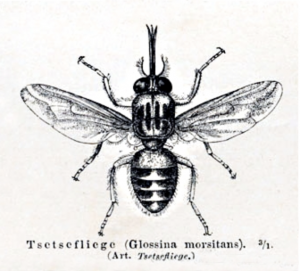 Tsetse fly