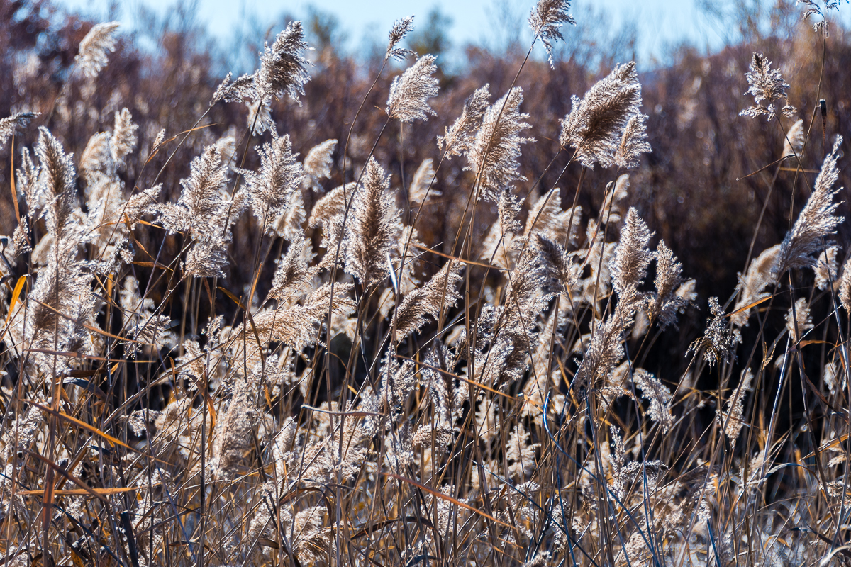 Festival of the Cranes - CancerRoadTrip