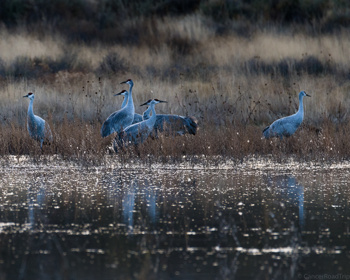 Festival of the Cranes CancerRoadTrip