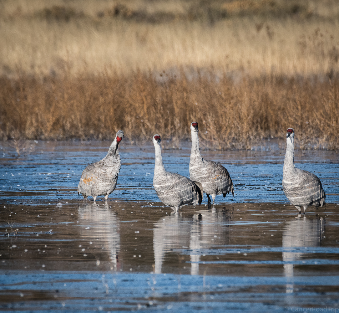 Festival of the Cranes CancerRoadTrip